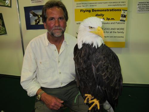 дрессированный орёл на выставке в Дублине
