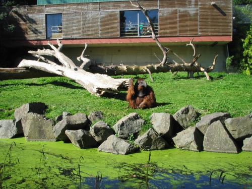 горилла в дублинском зоопарке