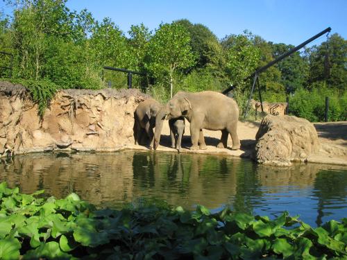 семья слонов в дублинском зоопарке
