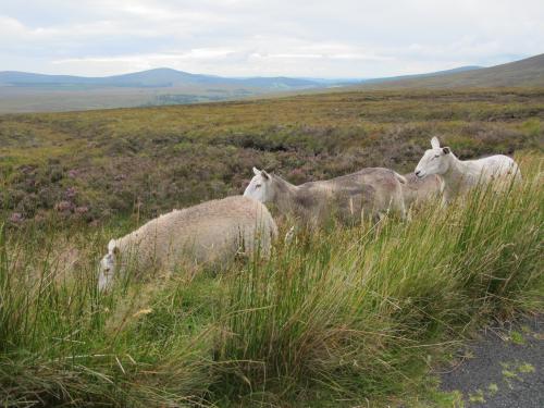 Овцы на дорогах Национального Парка Виклоу