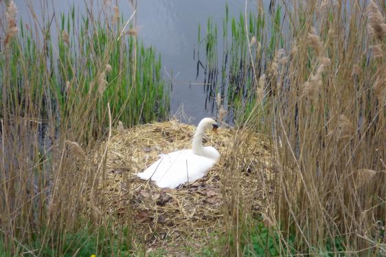 Лебедь в городском саду Дублина